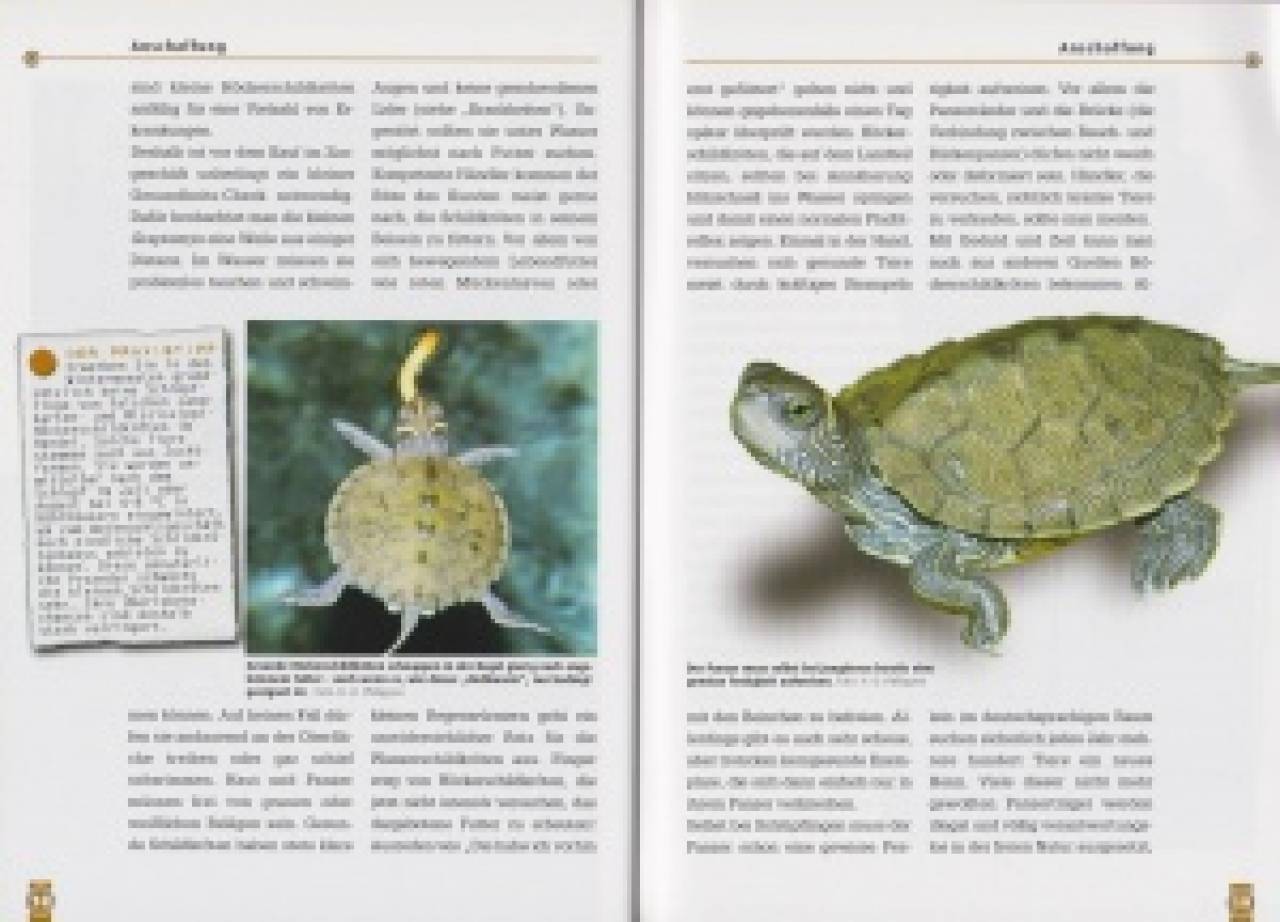 Falsche Landkarten-Höckerschildkröten und Mississippi-Höckerschildkröten